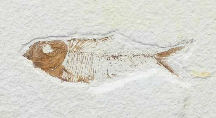 Bargain, Diplomystus Fossil Fish - Wyoming #67938